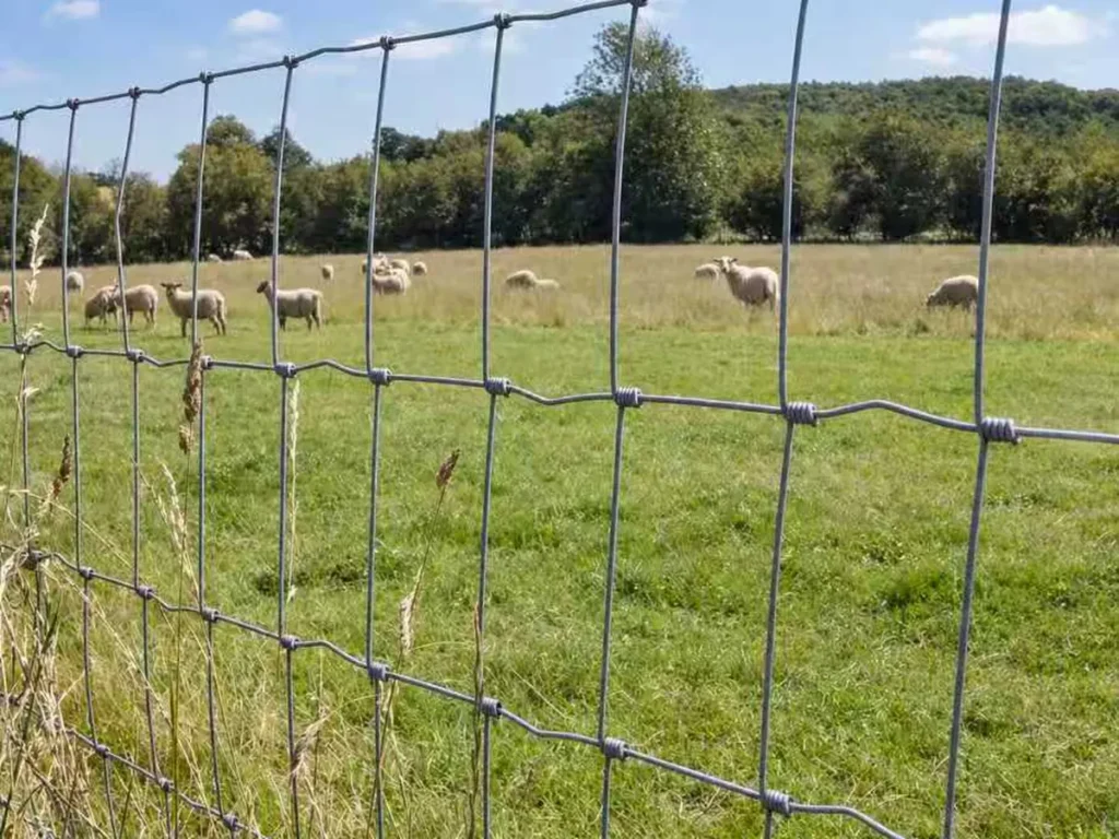 Field fence along a sheep pasture