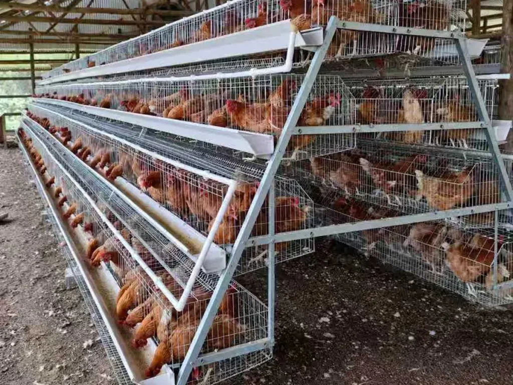 Welded mesh used for layer poultry cages